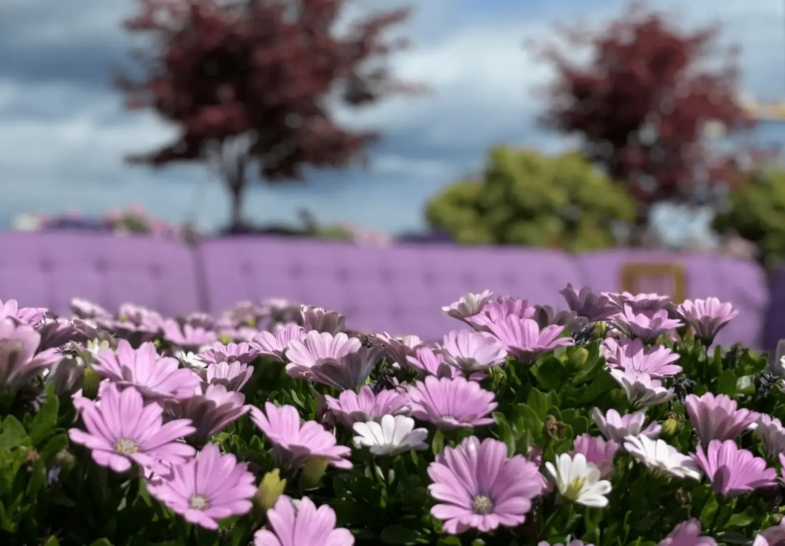 RoofGarden — bilde 26